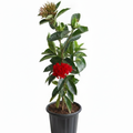 Ixora Red - 8" Pot