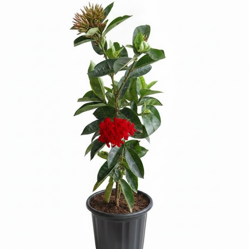 Ixora Red - 8" Pot