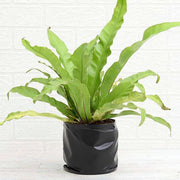 Bird's Nest Fern