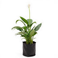 Peace Lily Green - 10" Grow bag