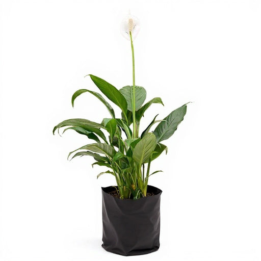 Peace Lily Green - 6" Grow bag