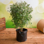 Snow Bush