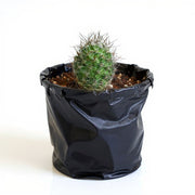 Notocactus rutilans - Cactus