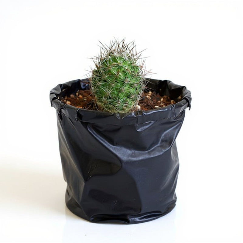Notocactus rutilans - Cactus