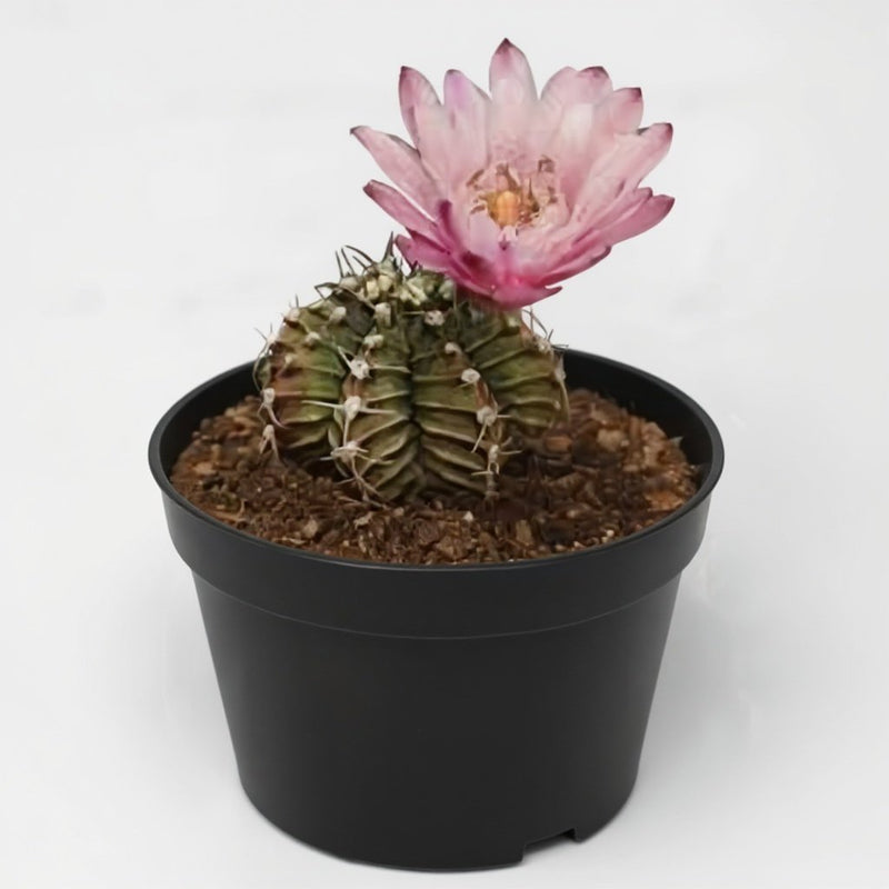Chin Cactus Pink - 3" Pot