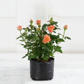 English Rose (Any Color) - 10" Grow bag