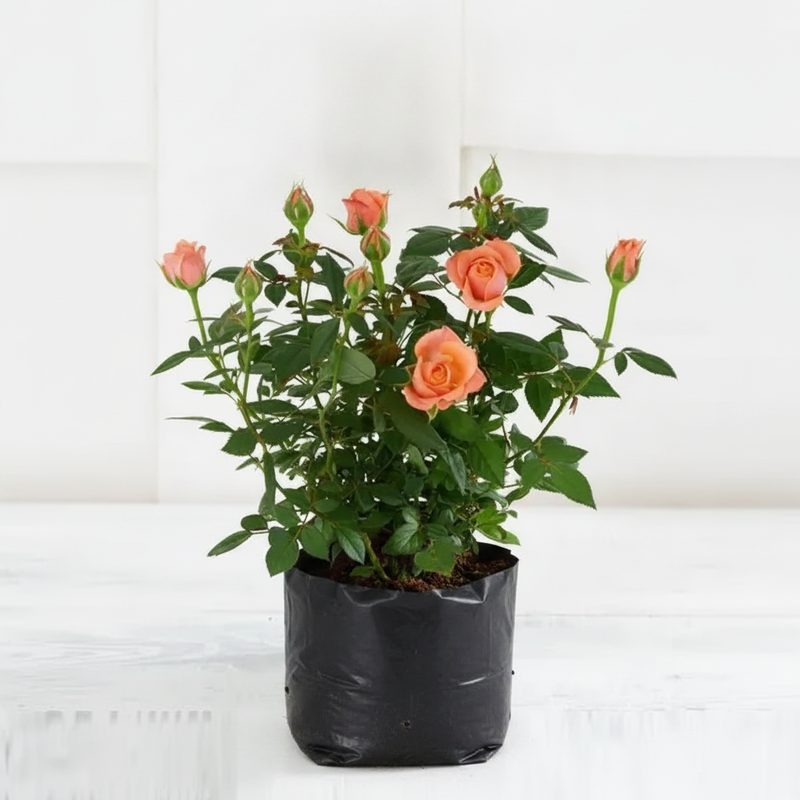 English Rose Peach - 10" Grow bag