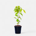 Cinnamon - 6" Pot