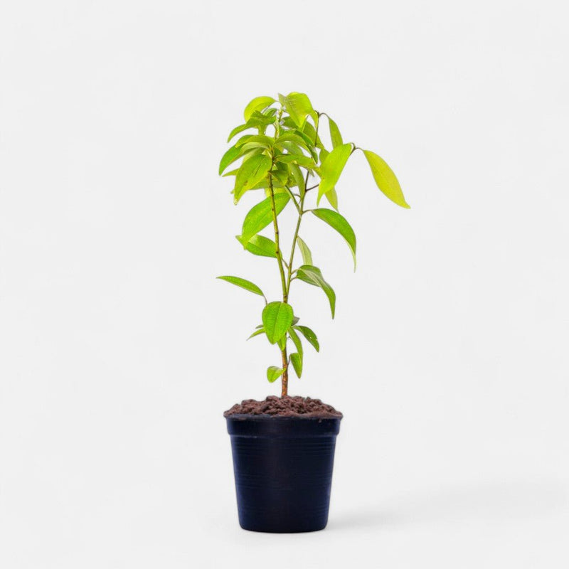 Cinnamon - 6" Pot