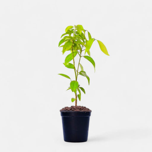 Cinnamon - 6" Pot