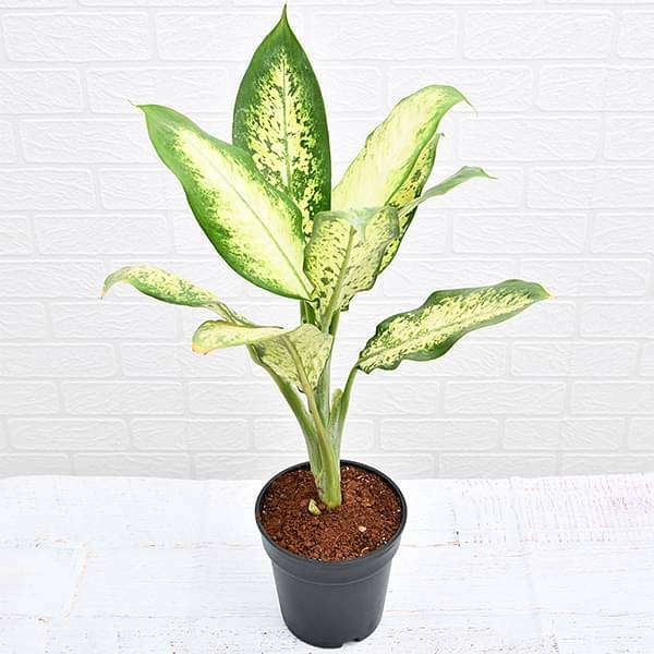 Dieffenbachia Camilla - 6" Pot