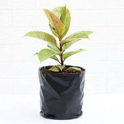 Rubber Tree Shivereana