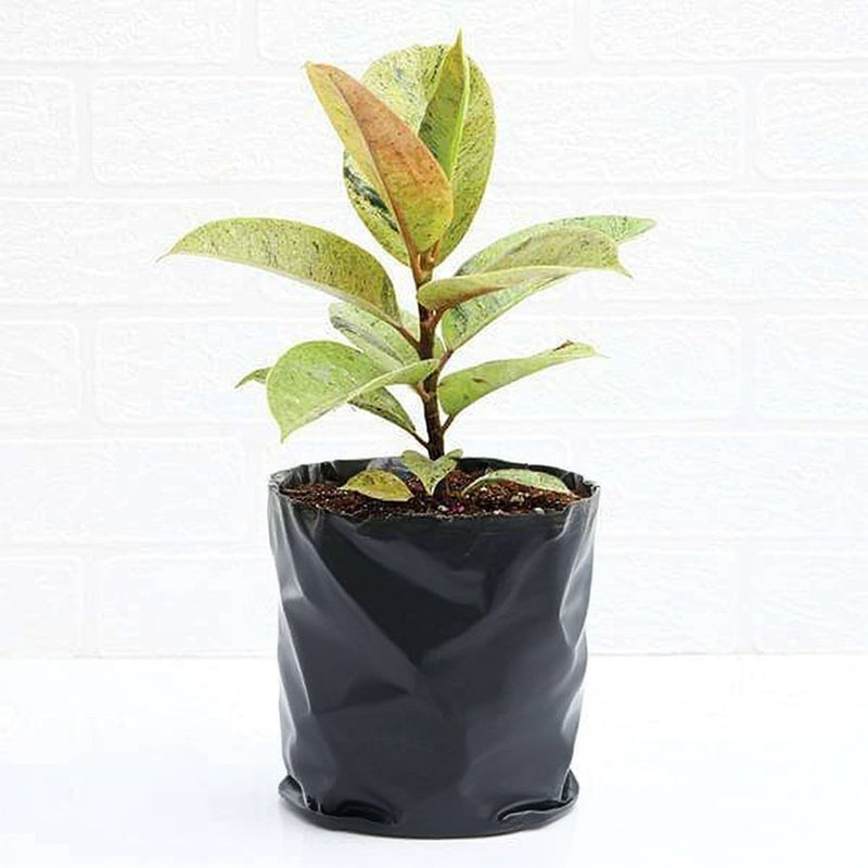 Rubber Tree Shivereana