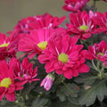Chrysanthemum Pink - 5" Pot