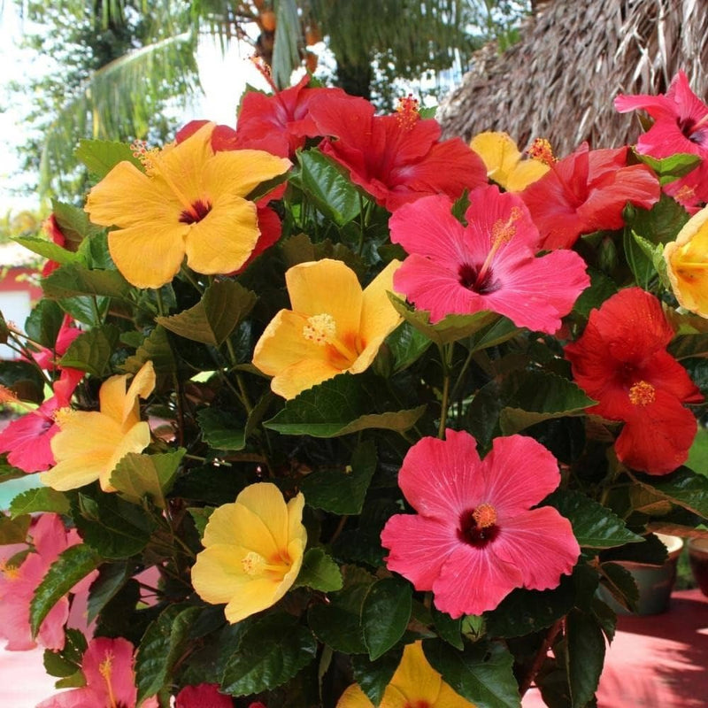 Set of 2 Vibrant Hibiscus Plants for Your Garden