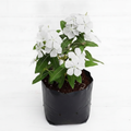 Periwinkle White - 6" Grow bag