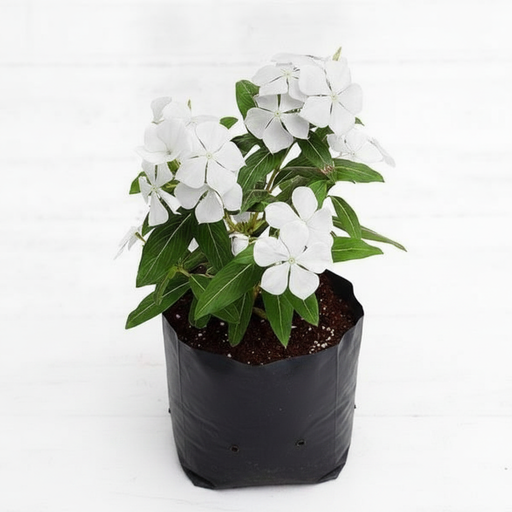 Periwinkle White - 6" Grow bag