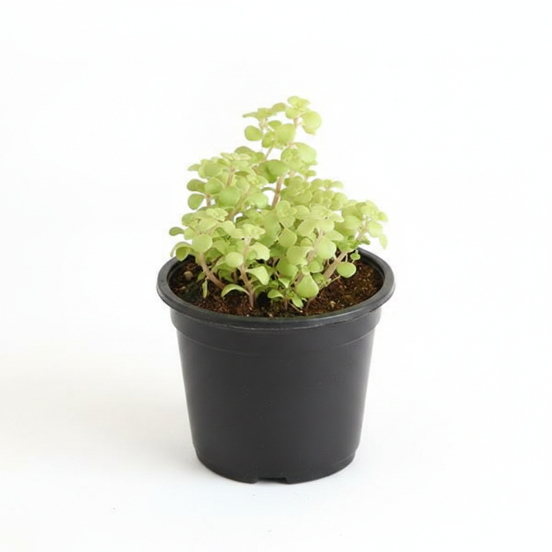 Japanese Golden Ogon Sedum - Succulent - 3" Pot