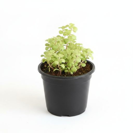 Japanese Golden Ogon Sedum - Succulent - 3" Pot