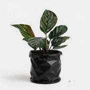 Calathea ornata pinstripe