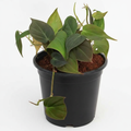 Philodendron Melanochrysum - 5" Pot