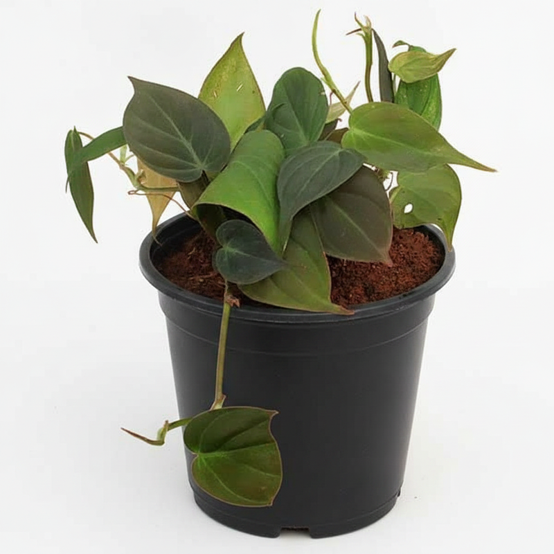 Philodendron Melanochrysum - 5" Pot