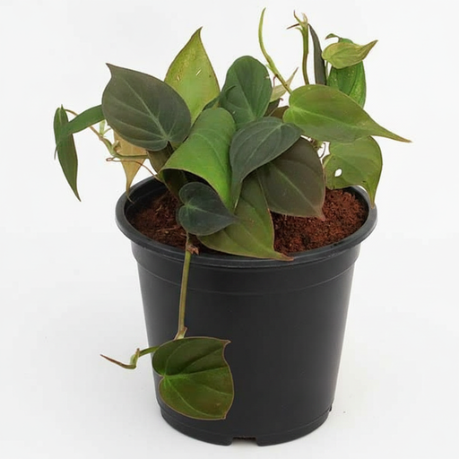 Philodendron Melanochrysum - 5" Pot