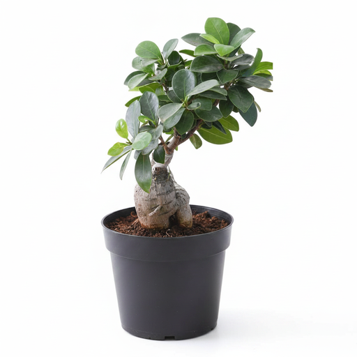 Ginseng Ficus - 5" Pot