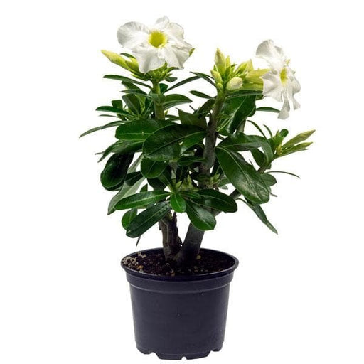 Desert Rose White - 6" Pot