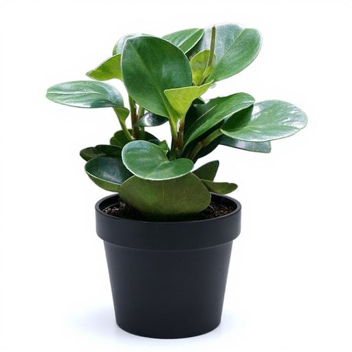 Peperomia Magnoliifolia - Succulent - 5" Pot