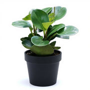 Peperomia Magnoliifolia - Succulent - 4" Pot