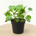 Gotu Kola - 5" Pot