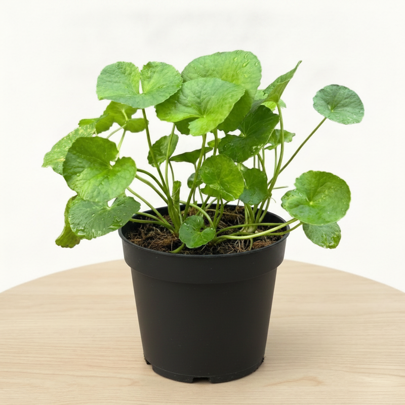 Gotu Kola - 5" Pot