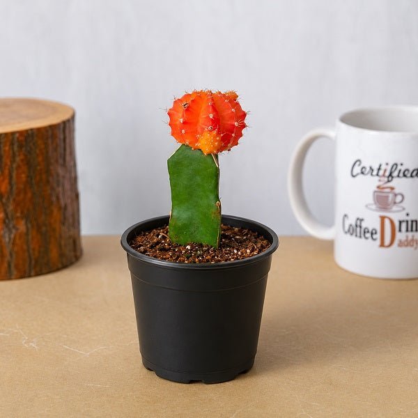 Moon Cactus Orange - 3" Pot