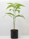 Adulsa - 10" Grow bag