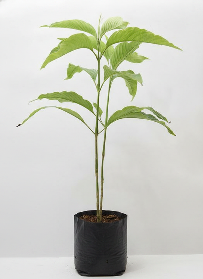 Adulsa - 10" Grow bag