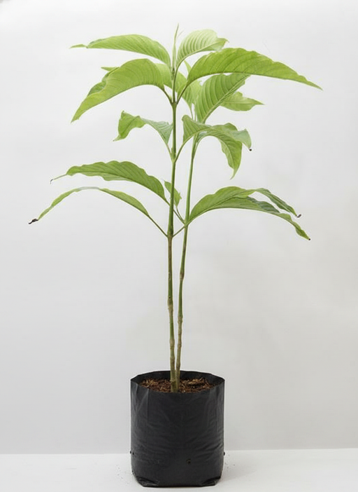 Adulsa - 10" Grow bag