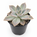 Graptoveria Douglas Huth - 3" Pot