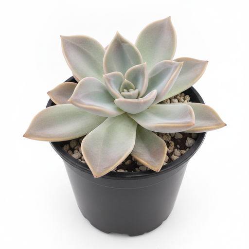 Graptoveria Douglas Huth - 3" Pot