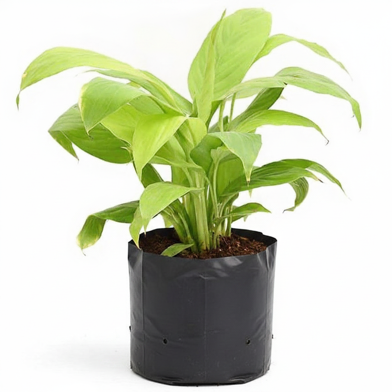 Peace Lily Golden - 10" Grow bag