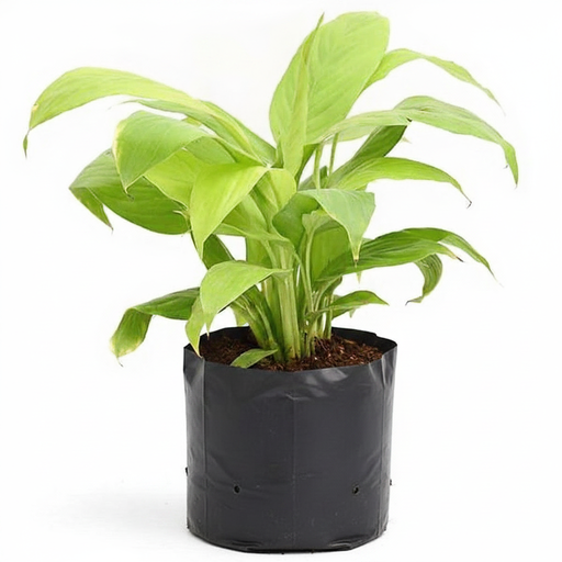 Peace Lily Golden - 10" Grow bag