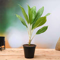 Aglaonema Stripes - 6" Pot