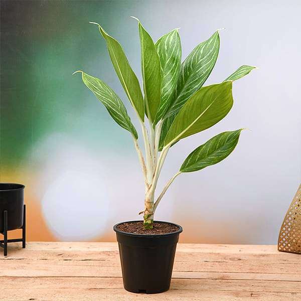 Aglaonema Stripes - 6" Pot