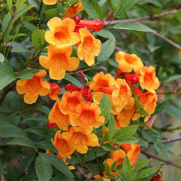 Yellow Bells Orange - 10" Grow bag