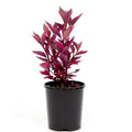 Alternanthera Red - 5" Pot