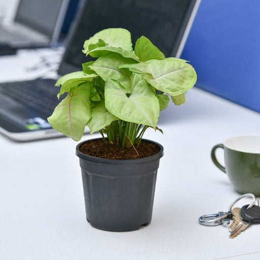Syngonium Cream allusion (Pink veins) - 4" Pot