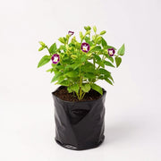 Wishbone Flower Pink