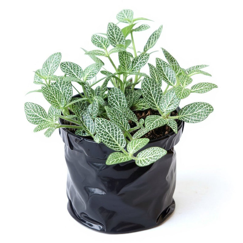 Nerve Plant White