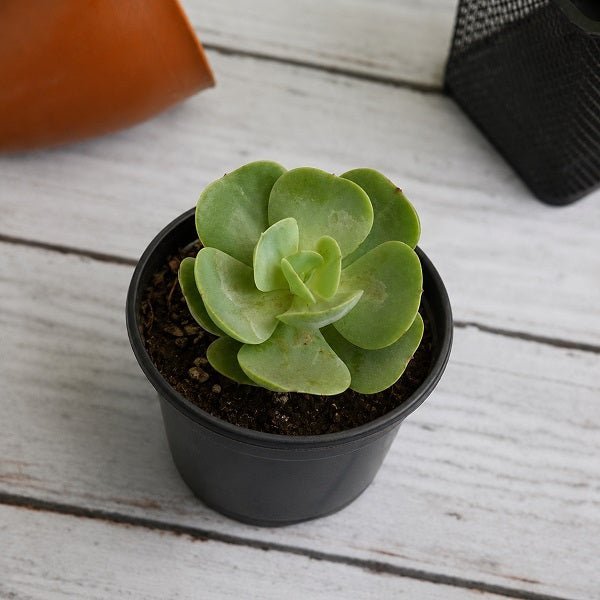 Echeveria Green Spoon - 3" Pot