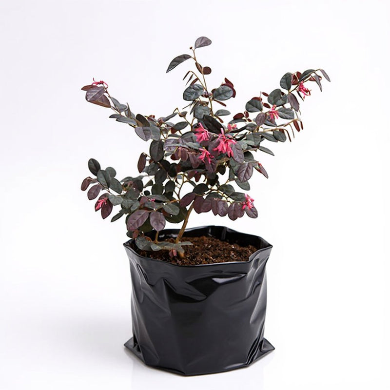 Loropetalum Red